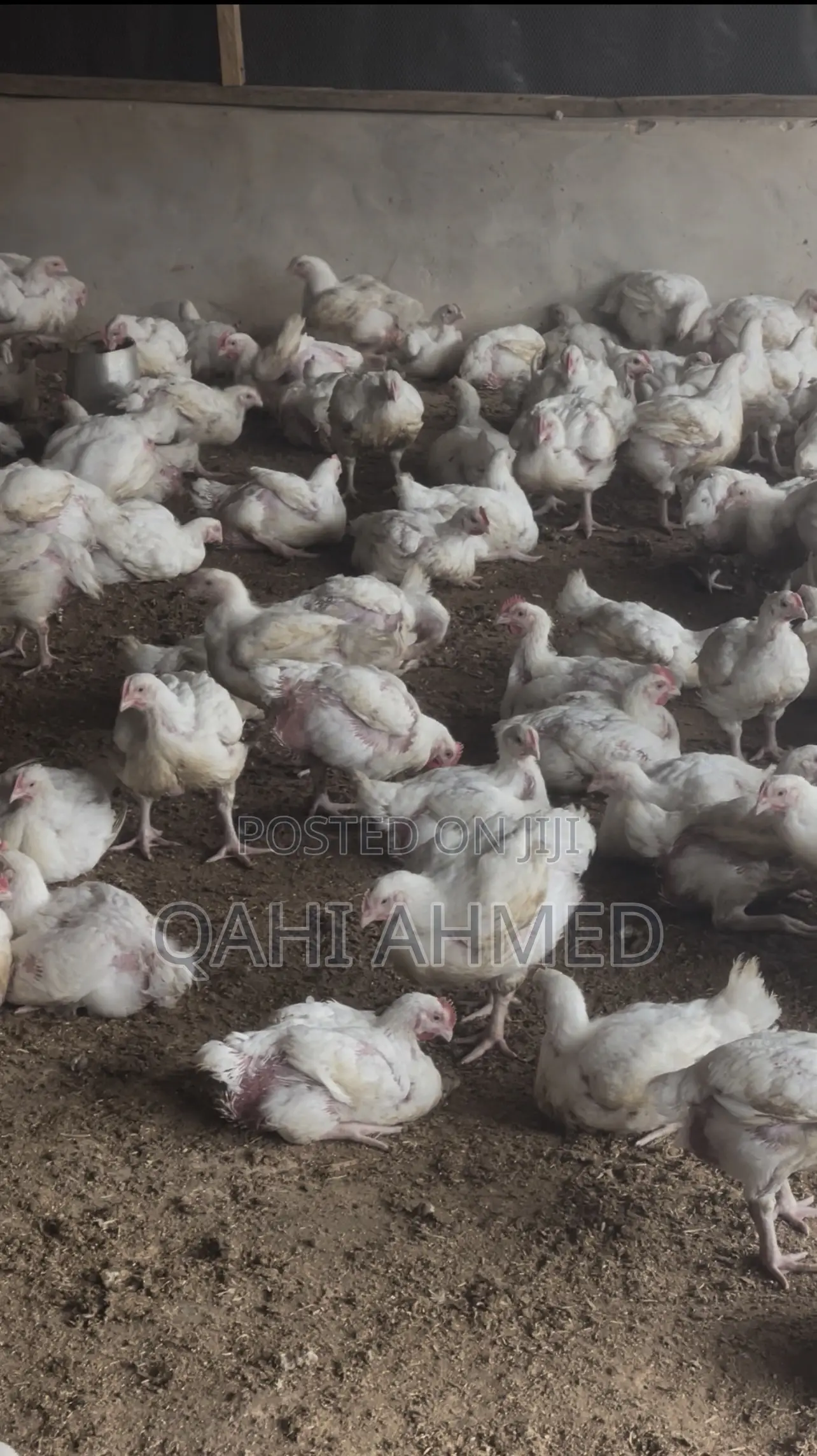 7 Weeks Broiler Chickens
