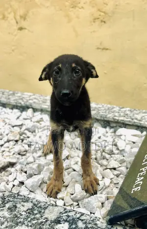 1-3 months Male Purebred German Shepherd