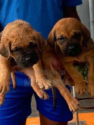 1-3 months Female Purebred Boerboel