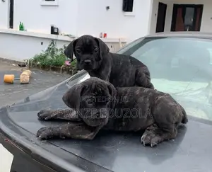 1-3 months Female Purebred Cane Corso