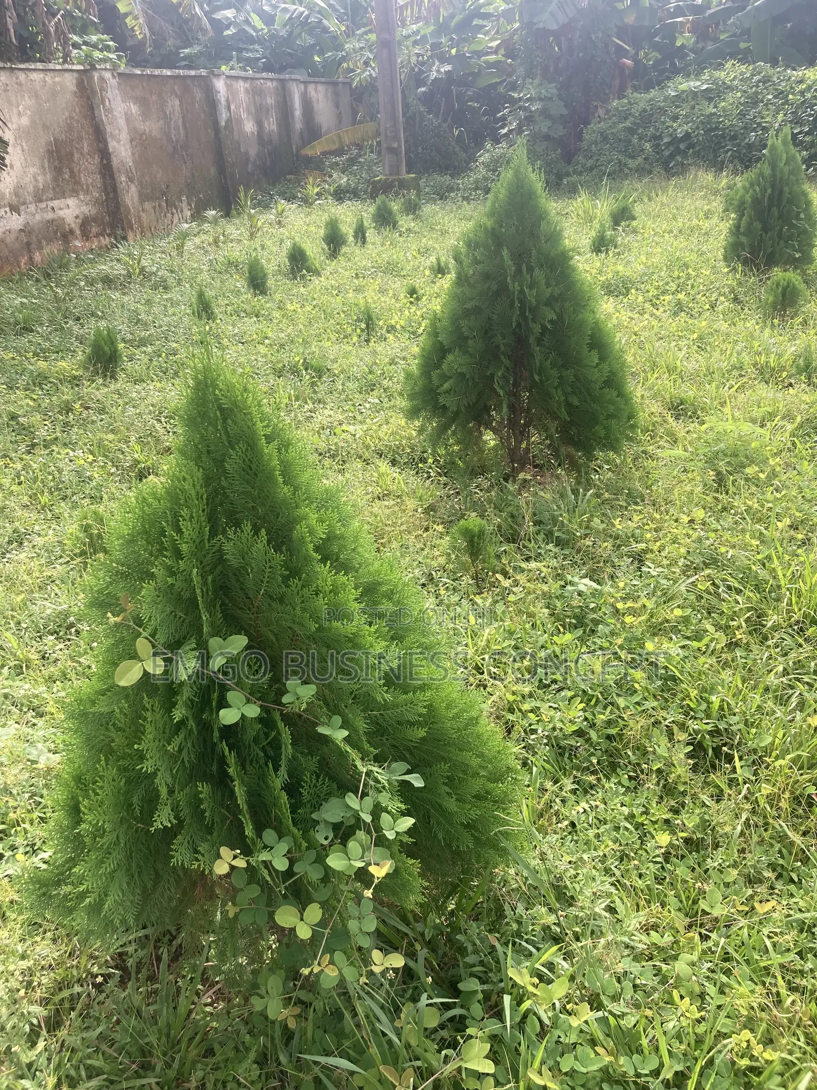 Christmas Tree(Tuja)