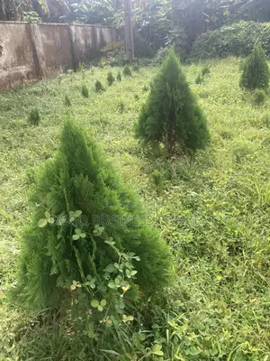 Christmas Tree(Tuja)
