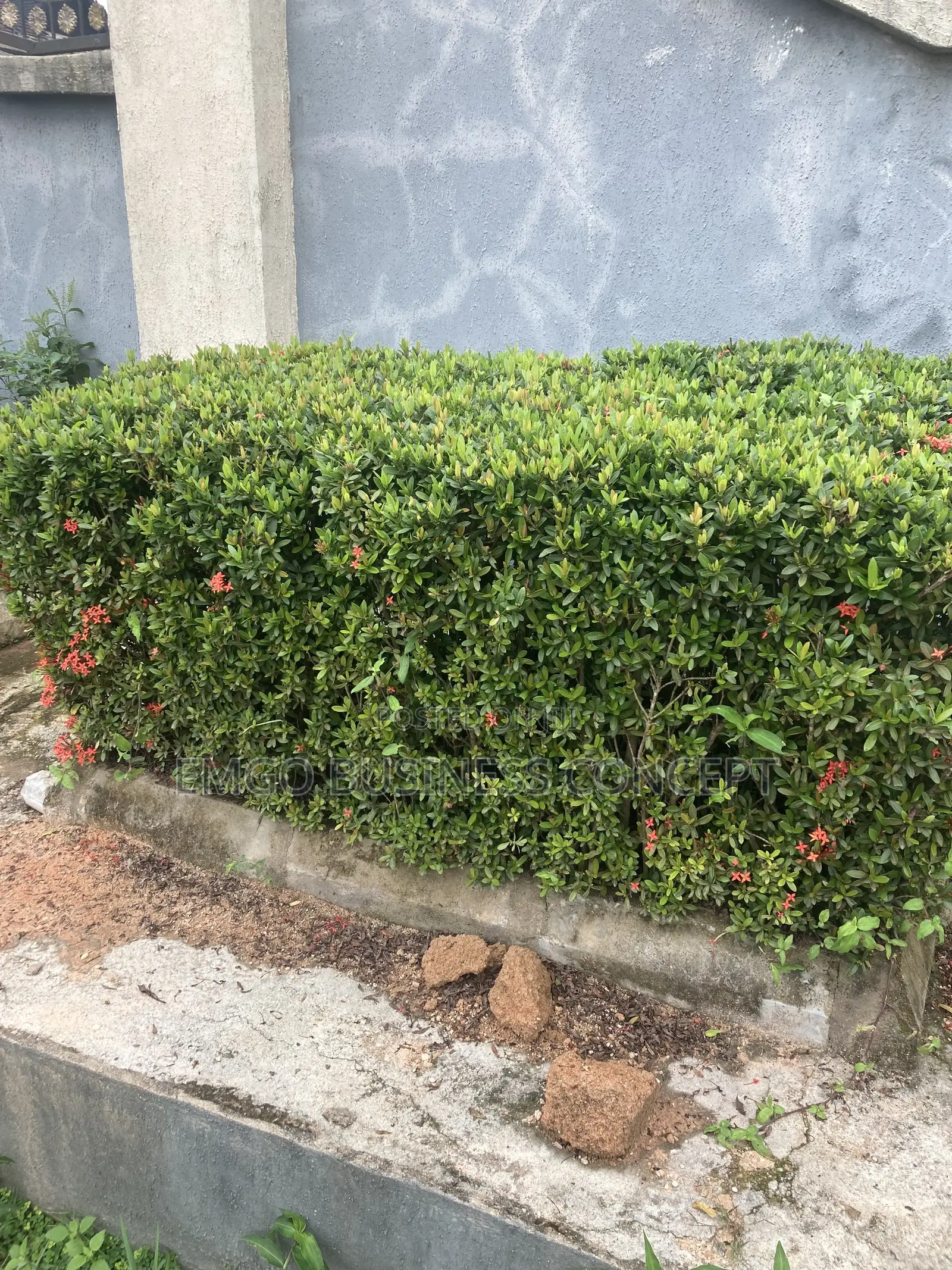 Dwarf Ixora Hedge