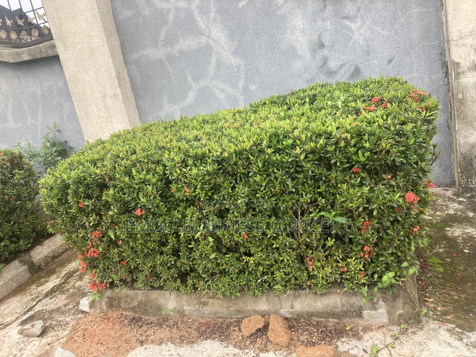 Dwarf Ixora Hedge