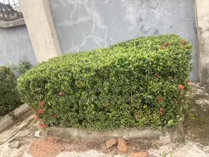 Dwarf Ixora Hedge