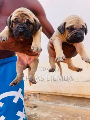 0-1 month Female Purebred Boerboel
