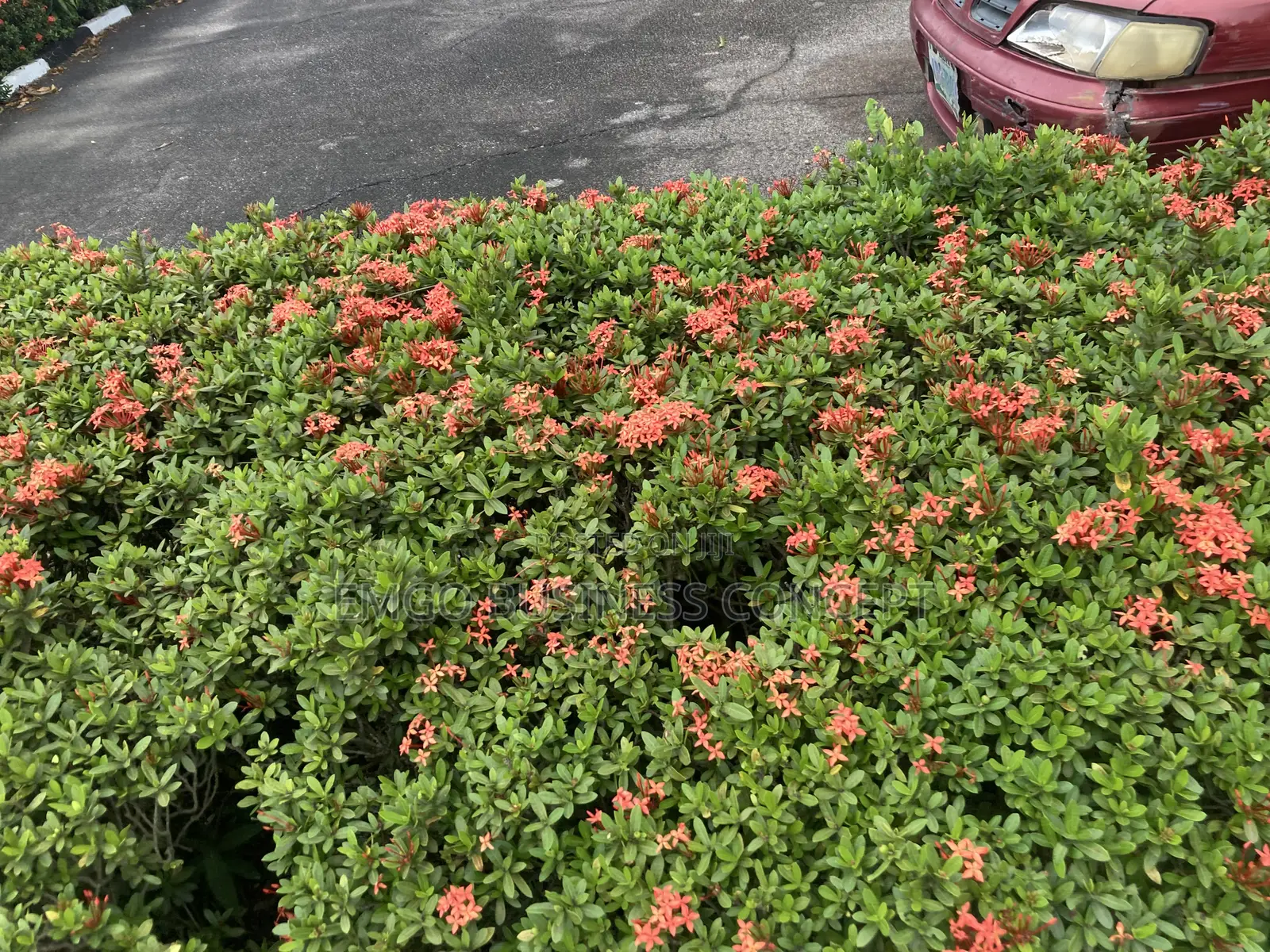 Dwarf Ixora Hedge