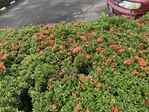 Dwarf Ixora Hedge