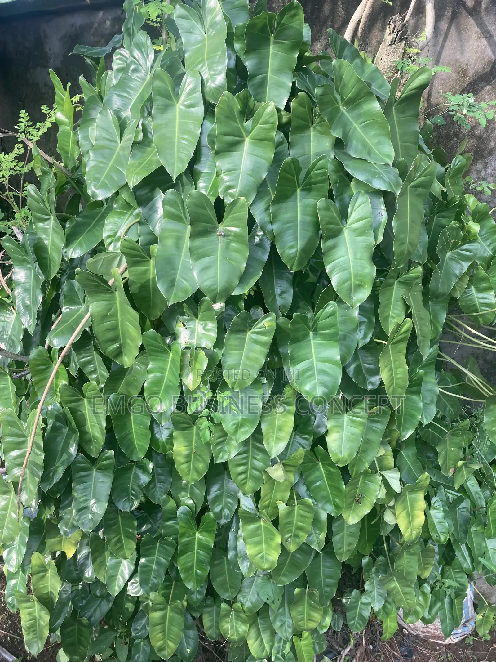 Flower (Elephant Ear)