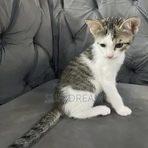 3-6 months Female Mixed Breed Cat