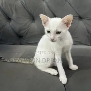 3-6 months Female Mixed Breed Cat