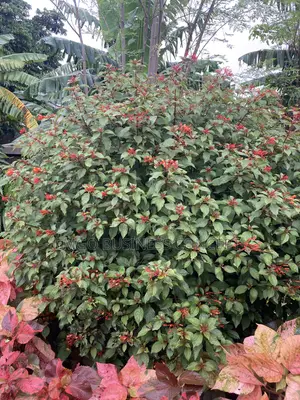 Flower Cigar Plant