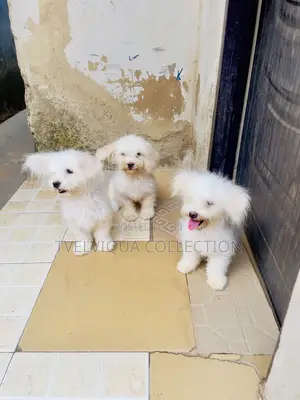 1-3 months Male Purebred Lhasa Apso