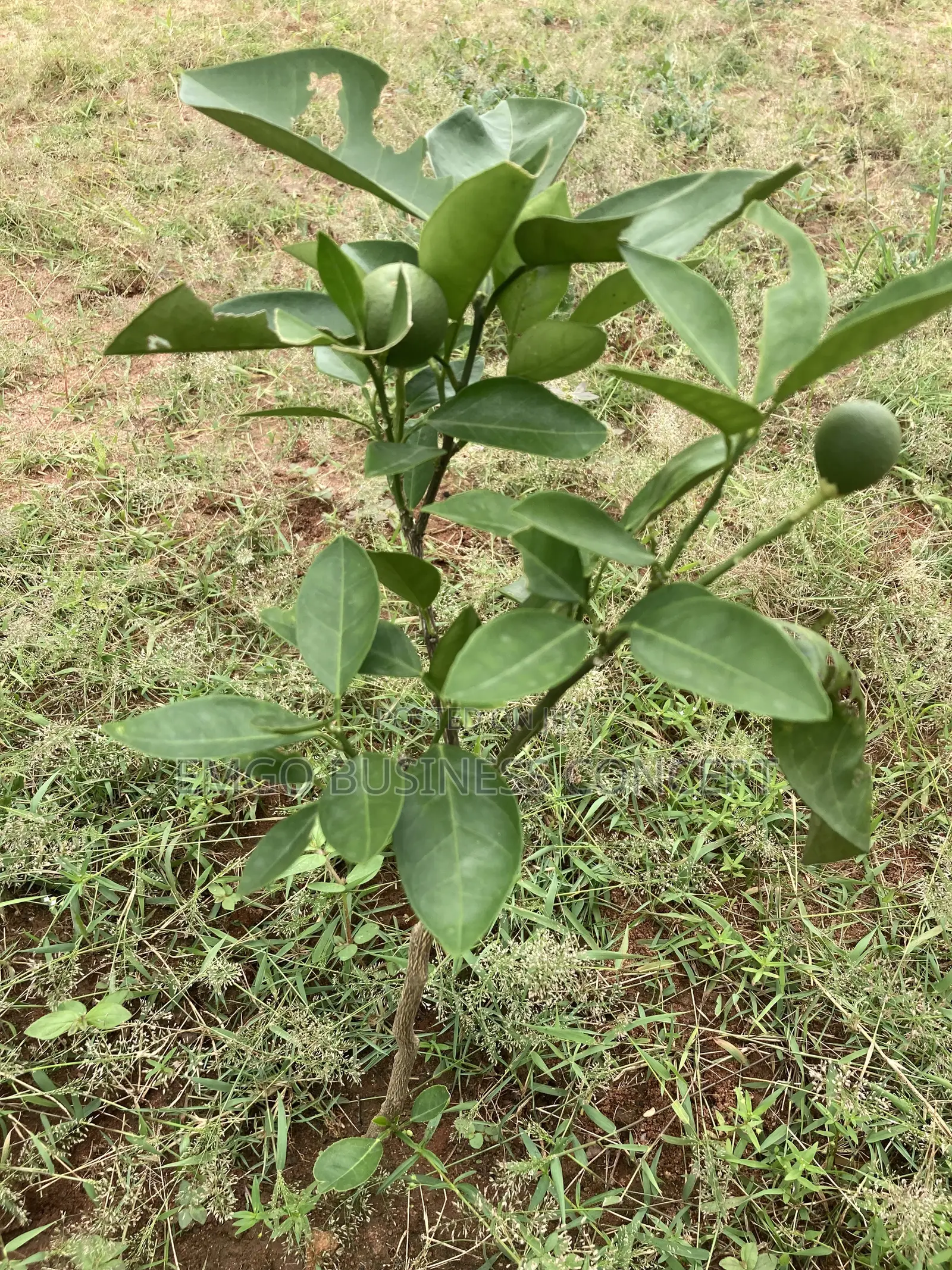 Budded Orange