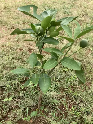 Budded Orange