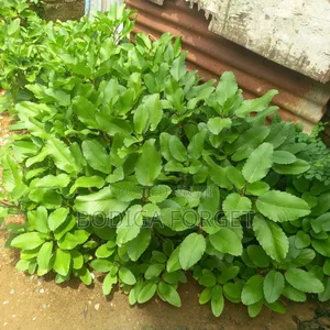 Miracle Leaf Plant