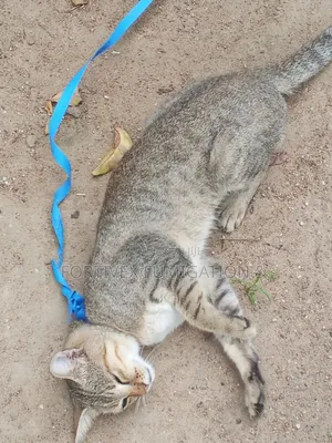 1+ year Male Mixed Breed British Shorthair