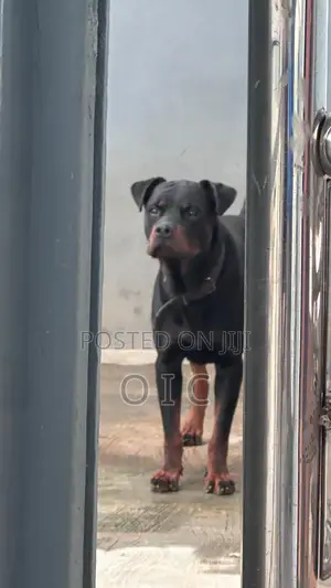1+ year Male Purebred Rottweiler