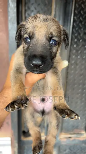 1-3 months Male Purebred German Shepherd