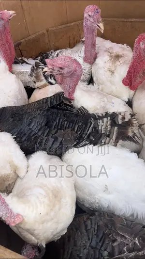 Giant Local Turkey
