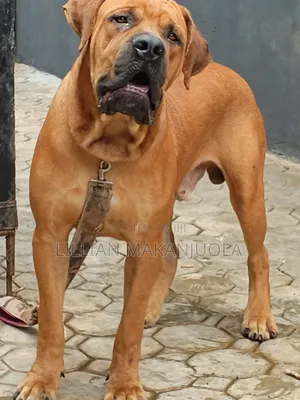 1+ year Male Purebred Boerboel