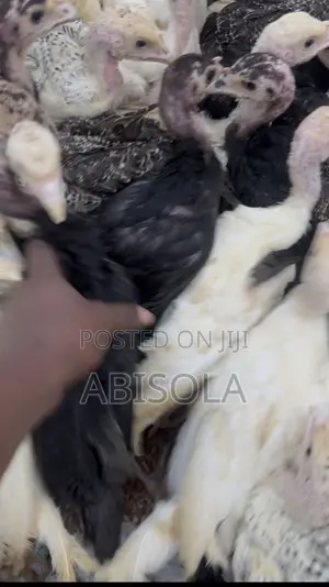 Farm Animals