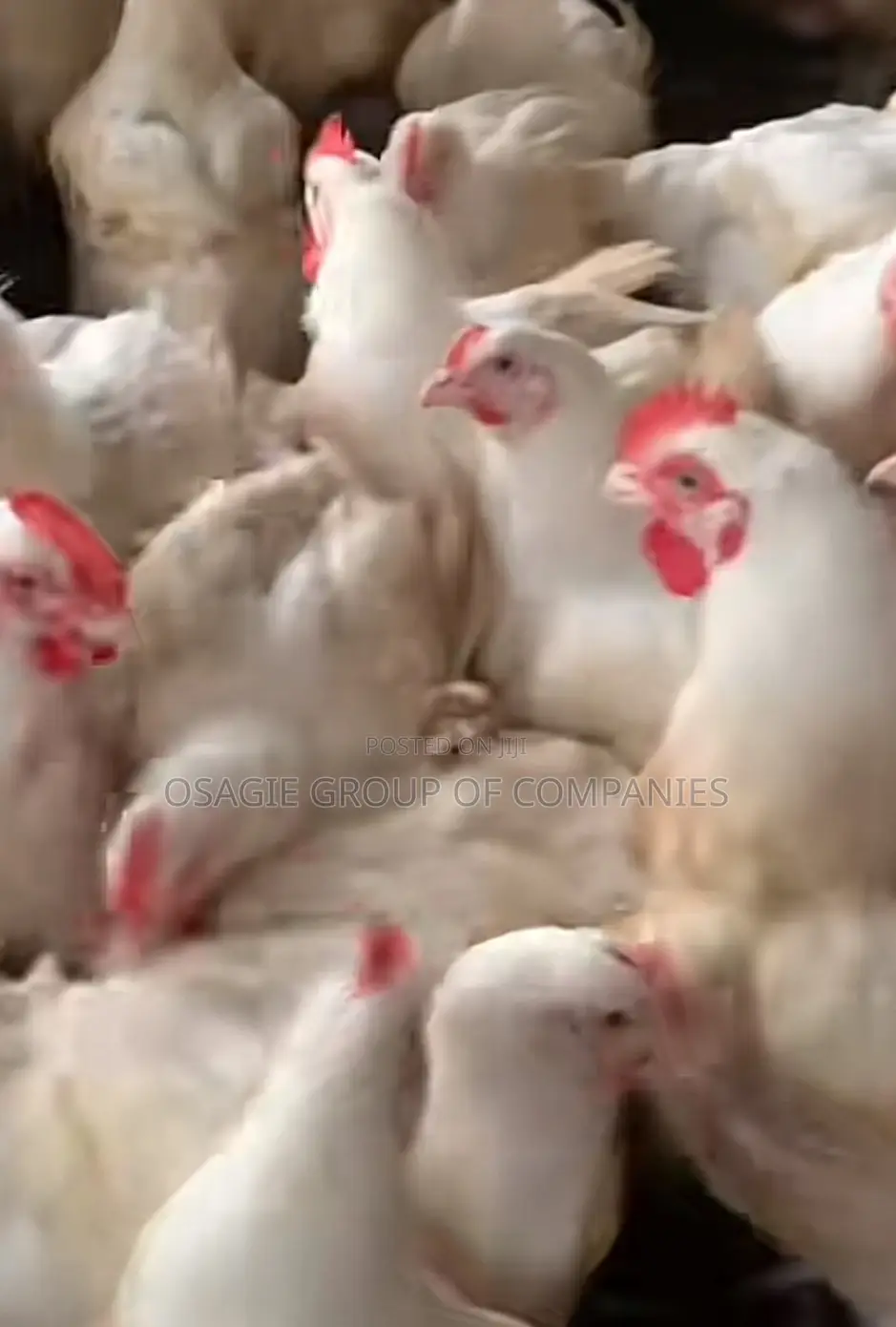 Broilers Chicken/Point of Lay Layers Isa Brown