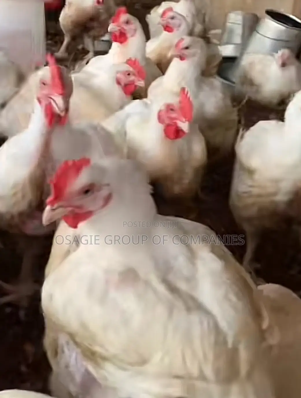 Broilers Chicken/Point of Lay Layers Isa Brown