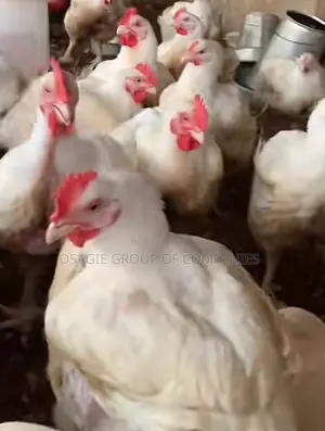 Broilers Chicken/Point of Lay Layers Isa Brown