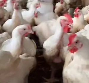 Broilers Chicken/Point of Lay Layers Isa Brown