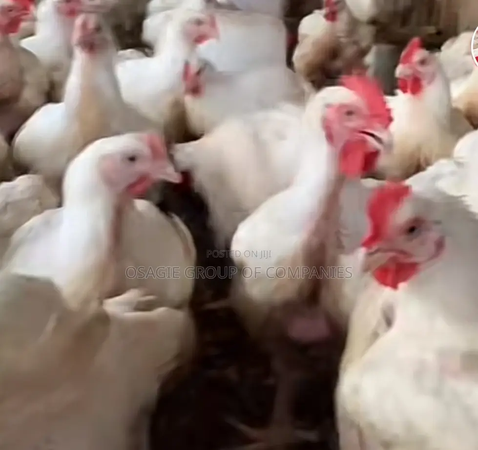 Broilers Chicken/Point of Lay Layers Isa Brown