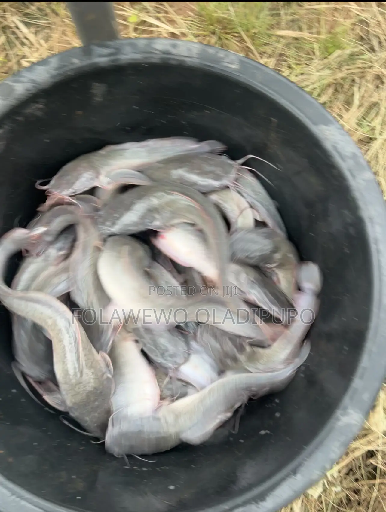 Catfish Available