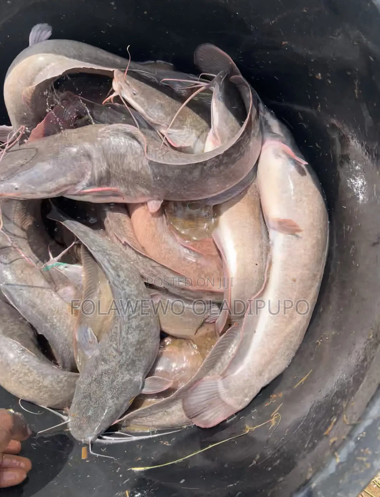 Catfish Available