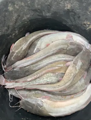 Catfish Available