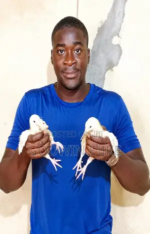 3-Weeks Old Broilers