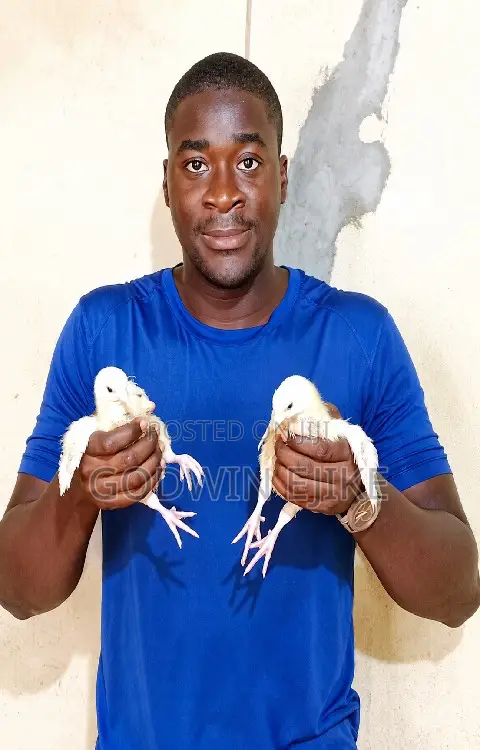 3-Weeks Old Broilers
