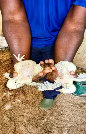 3-Weeks Old Broilers