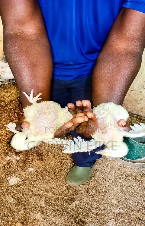 3-Weeks Old Broilers
