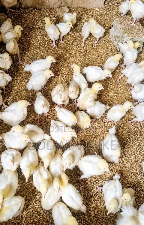 3-Weeks Old Broilers