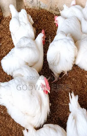 8-weeks Old Broilers (Chicken)