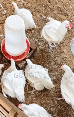 8-weeks Old Broilers (Chicken)
