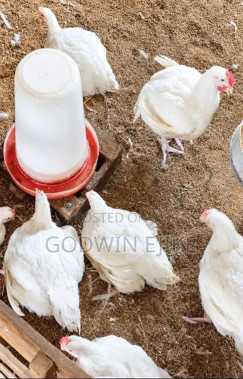 8-weeks Old Broilers (Chicken)