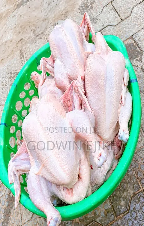 8-weeks Old Broilers (Chicken)