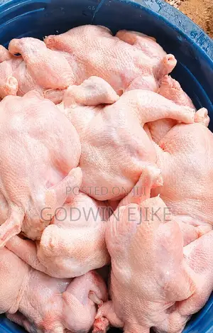 8-weeks Old Broilers (Chicken)