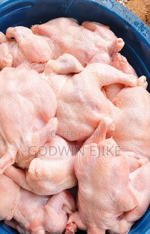 8-weeks Old Broilers (Chicken)