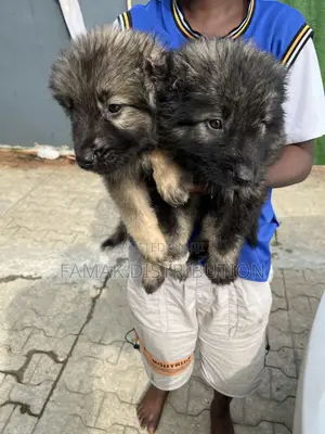1-3 months Male Purebred Caucasian Shepherd
