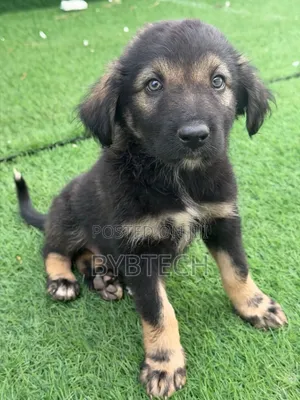 0-1 month Male Purebred Caucasian Shepherd