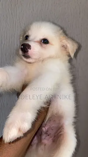 1-3 months Male Purebred American Eskimo