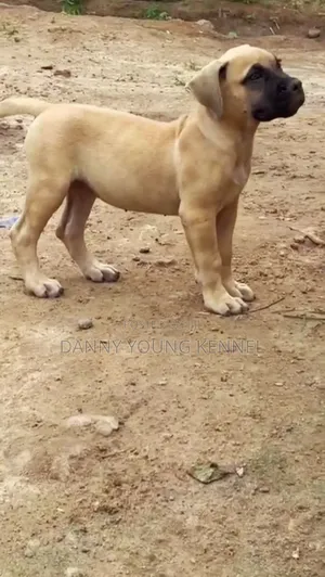 3-6 months Female Purebred Boerboel