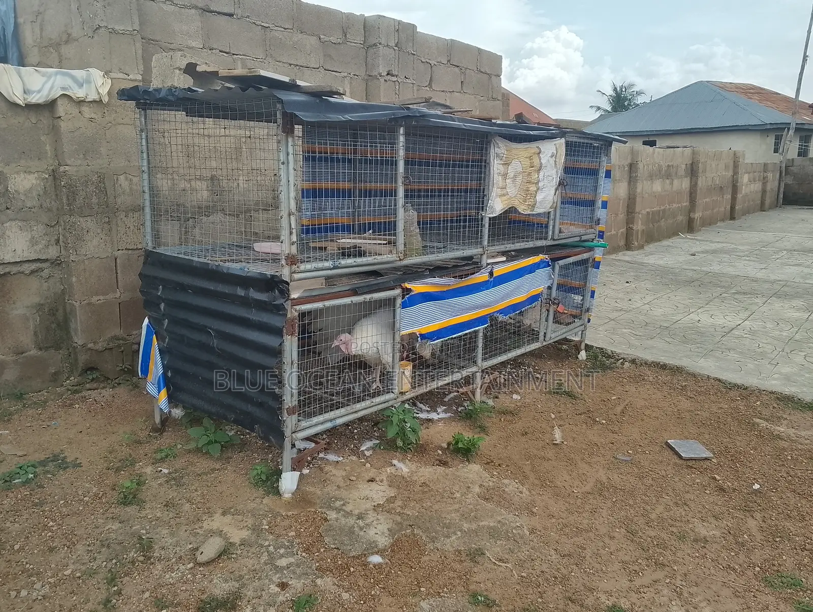 Cage for Chicken, Turkey, Rabbits, Etc